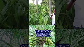 ஒரு வருடத்தில் காய்ப்பு வரக்கூடிய தென்னை ரகங்கள்🌴Coconut varieties that can yield in 1 year #1052