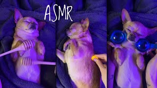 ASMR with dog/ Bugs 🐛, water 💧, honey 🍯, mouth sounds 👄🧼 #youtube #asmr #dog