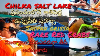 chilka lake.satpad Orissa.ప్రపంచంలో అతిపెద్ద ఉప్పునీటి సరస్సు.ఫ్యామిలీతో సరేధగా.మీరు వెళ్ళంది పక్కనే