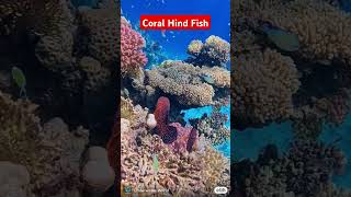 CORAL HIND FISH #coralhindfish #fish #fyp #viralvideo #ocean #coral