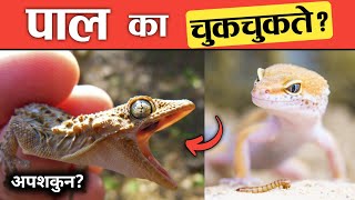 पाल का चुकचुकते ? पाल आवाज का काढते ? Why wall lizard makes sound ? | ज्ञान मराठी