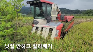 중고콤바인으로 벼베기...벼베는 시간=논바닥 수리시간...거북이 사촌형님