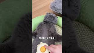 换毛季又到了 可以用这把小梳子给猫狗打理浮毛 浮毛梳 萌宠好物 猫毛解决方案 梳毛 猫咪掉毛