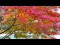 4k 奥多摩湖 晩秋の美しき紅葉