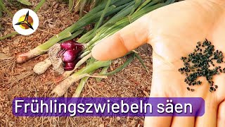 Frühlingszwiebeln säen: Lauchzwiebeln selber pflanzen