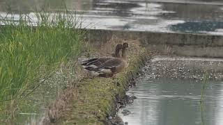 1071112宜蘭壯圍白額雁岸邊休息