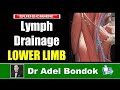 Lymphatic Drainage of the Lower Limb, Dr Adel Bondok