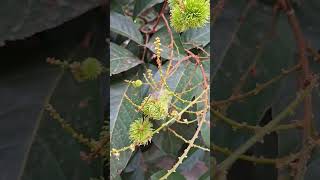 Rambutan flowers update after 2 weeks