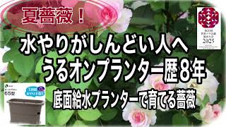 夏薔薇🌹水やりがしんどいひとに伝えたい！うるオンプランター　底面給水プランター栽培歴8年。現在59個のプランターで薔薇やクレマチス、果樹、野菜を育てています。無理しない