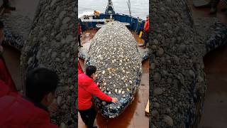 Heartwarming Whale Rescue❤️ Whale with barnacles🐳 #animalrescue #whale #seaanimals #barnacles