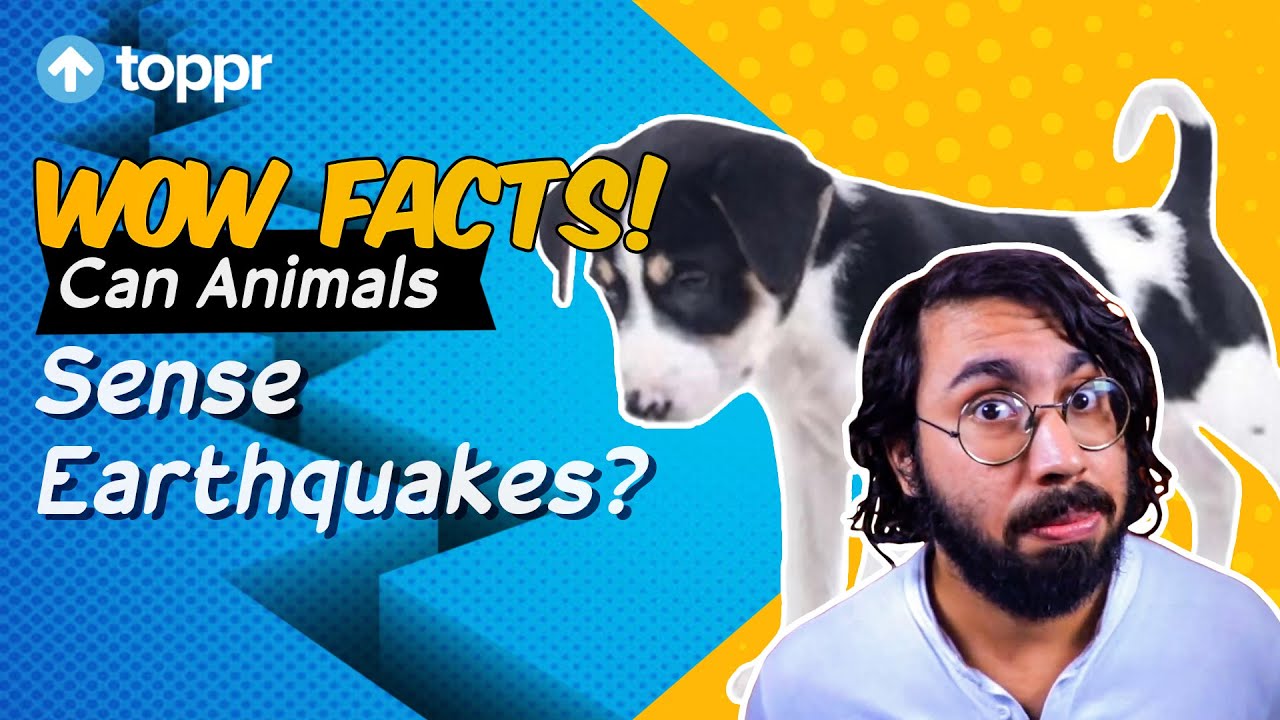 Can Animals Sense Earthquakes? | Toppr Wow Facts - YouTube