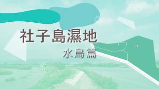 社子島QRcode影片_社子島濕地水鳥篇