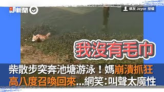 柴犬散步突奔池塘游泳！狗媽高八度召喚回來...網友笑：叫聲太魔性｜寵物｜柴柴