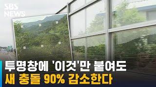 투명창에 '점'만 붙여도…새 충돌 90% 감소 / SBS