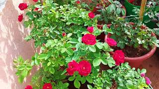 Lavaglut variety Rose Plant