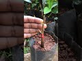 durian bark grafting shorts grafting