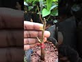 durian bark grafting shorts grafting