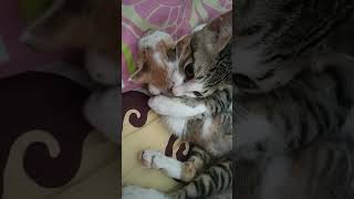 LUCUNYA INDUK KUCING MEMELUK ANAKnya