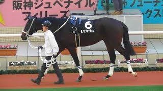 ダノンフォーチュン、シクラメン賞のパドック。現地映像、阪神競馬場