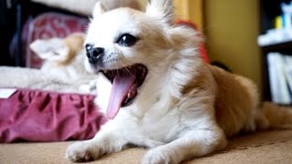 舌の長〜いあくび犬 - Dogs sticking her tongue out and yawning-