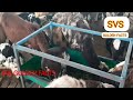 sheep farming in telugu గొర్రెల పెంపకం sheep shed latest design natu kollu without maintenance