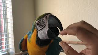 Rio the Greatest Nonstop Talking Macaw Ever!