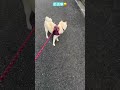 続 九州から帰った柴がすぐお散歩に出てしたこと 柴犬との暮らし 白柴 sibainu 愛犬 柴犬