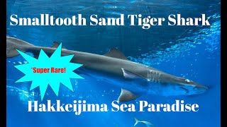 Smalltooth Sandtiger Shark | Hakkeijima Sea Paradise, Dolphin Fantasy [Video Taken November 18 2022]