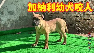 加纳利幼犬一摸脖子就想咬人，金洋对它使用特殊训练法，没想到还挺管用