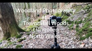 Woodland Photography at Trevor Hall Woods, Llangollen. North Wales