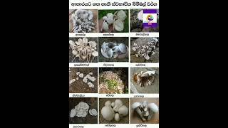 ඔයාට වැදගත් දෙයක් #wadan