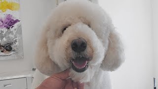 Teddy Bear Trim On A Poodle