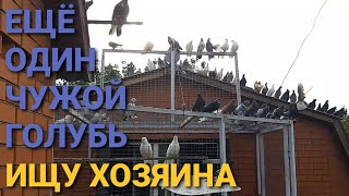 Снова чужой голубь. Ищу хозяина. Николаеские голуби. Another strange pigeon. Looking for the owner.