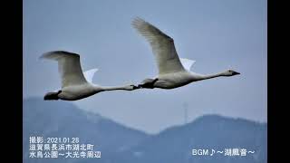 湖北・長浜の冬風景コハクチョウの一日を追う2021.1.28