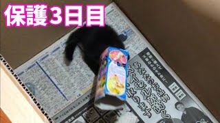 【捨て子猫】空き箱あげたら顔突っ込んで遊ぶ【保護３日目】