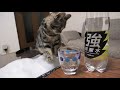 初めて炭酸水を見た子猫の反応は？　what was the reaction of the kitten who saw carbonated water for the first time