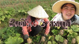 ដំណើរកំសាន្តទៅចំការល្ពៅ || WE HARVEST PUMPKIN IN KANDAL PROVINCE