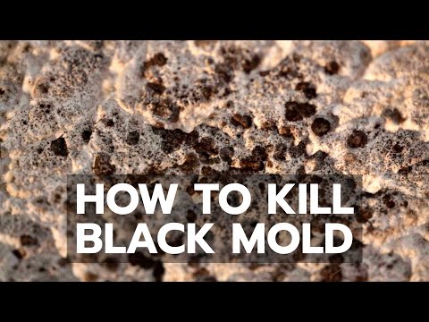 How to Kill Black Mold Safely & Forever How to Kill Black Mold Safely & Forever