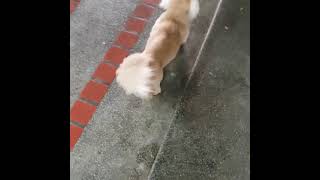 [DoReMi散步] 🐶 小短腿走路好可愛 - 長毛臘腸狗