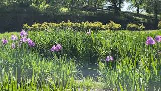 神戸町ばら公園