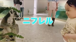 【万博公園】初めてのニフレル