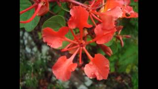 Bauhinia galpinii \u0026 petersiana: Rare, unusual exotic seeds for the garden, greenhouse \u0026 conservatory