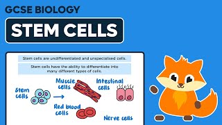 Stem Cells - GCSE Biology