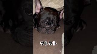 凛さんご飯です🍚 #フレンチブルドッグ #frenchie #frenchbulldog #frenchbulldoglover