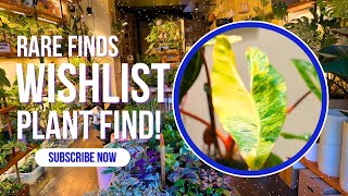 Exploring The Plant Corner: Harlem's Must-Visit Plant Shop!