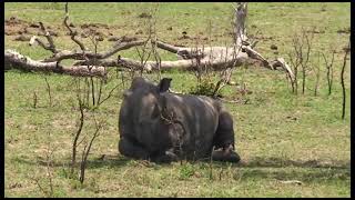 White Rhino Bull goes down laboriously