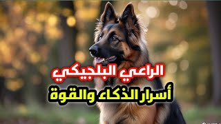 أفضل كلاب - كلاب العمل في العالم