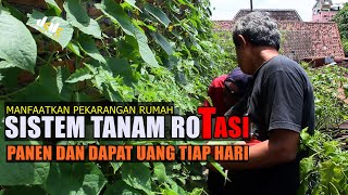 Pekarangan Sempit di Rumah Bisa Jadi Sumber Uang! Ini Caranya!