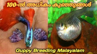 How To high Quality Guppy and low Quality Guppy Cross Breeding malayalam Home Made | Guppy Breeding