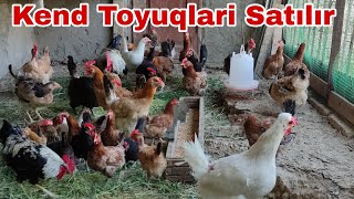 Kend Toyuqlari Satılıb #elixezer #kendtoyugu #toyuq